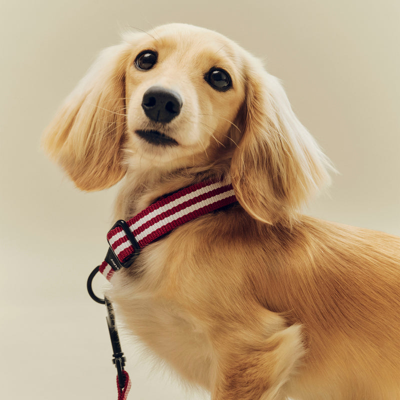 HAY - Dogs Hundehalsband | S/M / rot/weiße Streifen