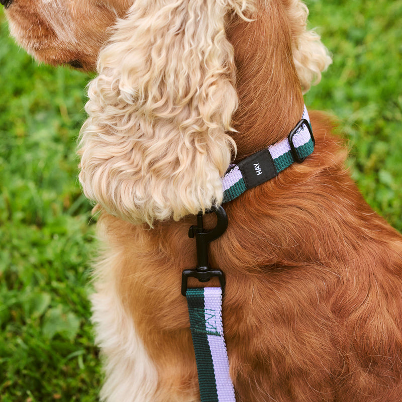 HAY - Dogs Hundehalsband