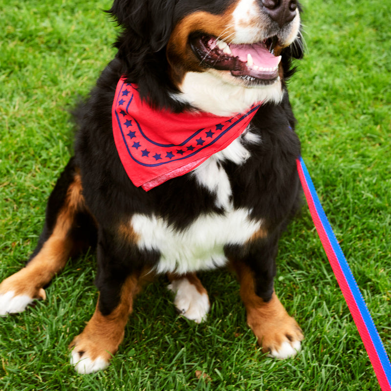 HAY - Dogs Hundetuch