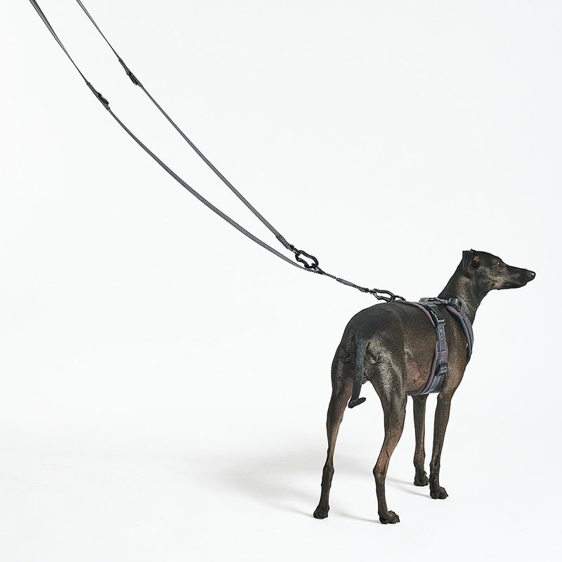 MiaCara - Modena Hundegeschirr