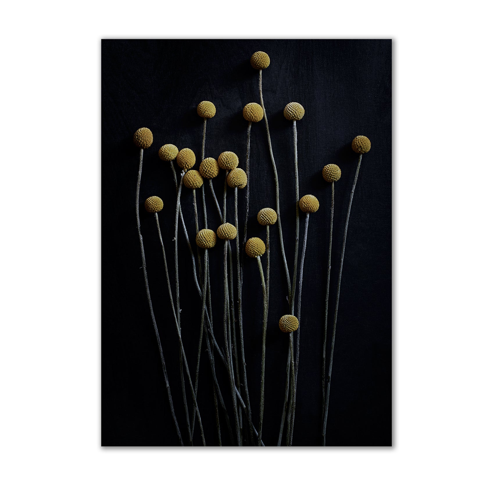 Paper Collective - Stillleben 01 (Yellow Drumstick) | 