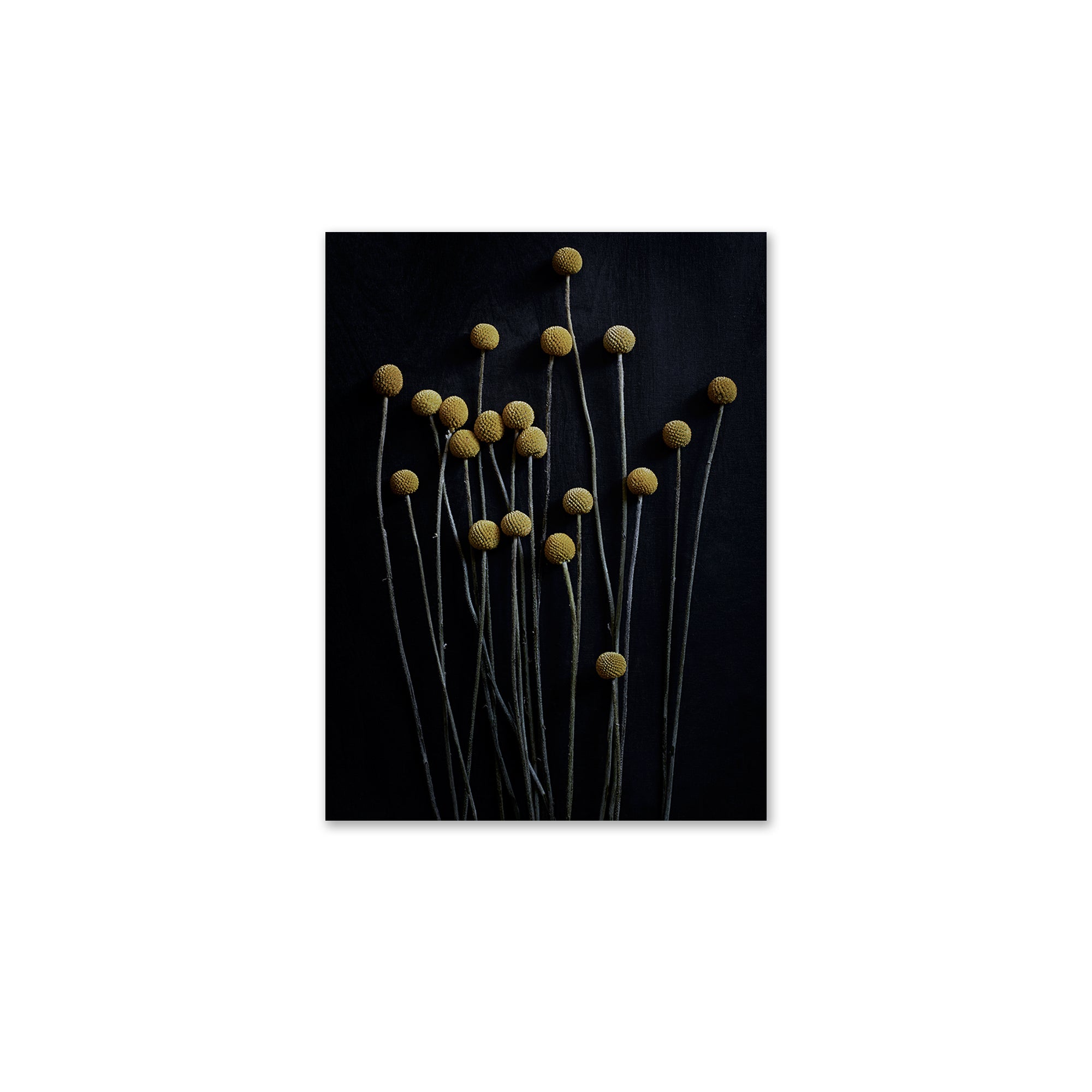 Paper Collective - Stillleben 01 (Yellow Drumstick)