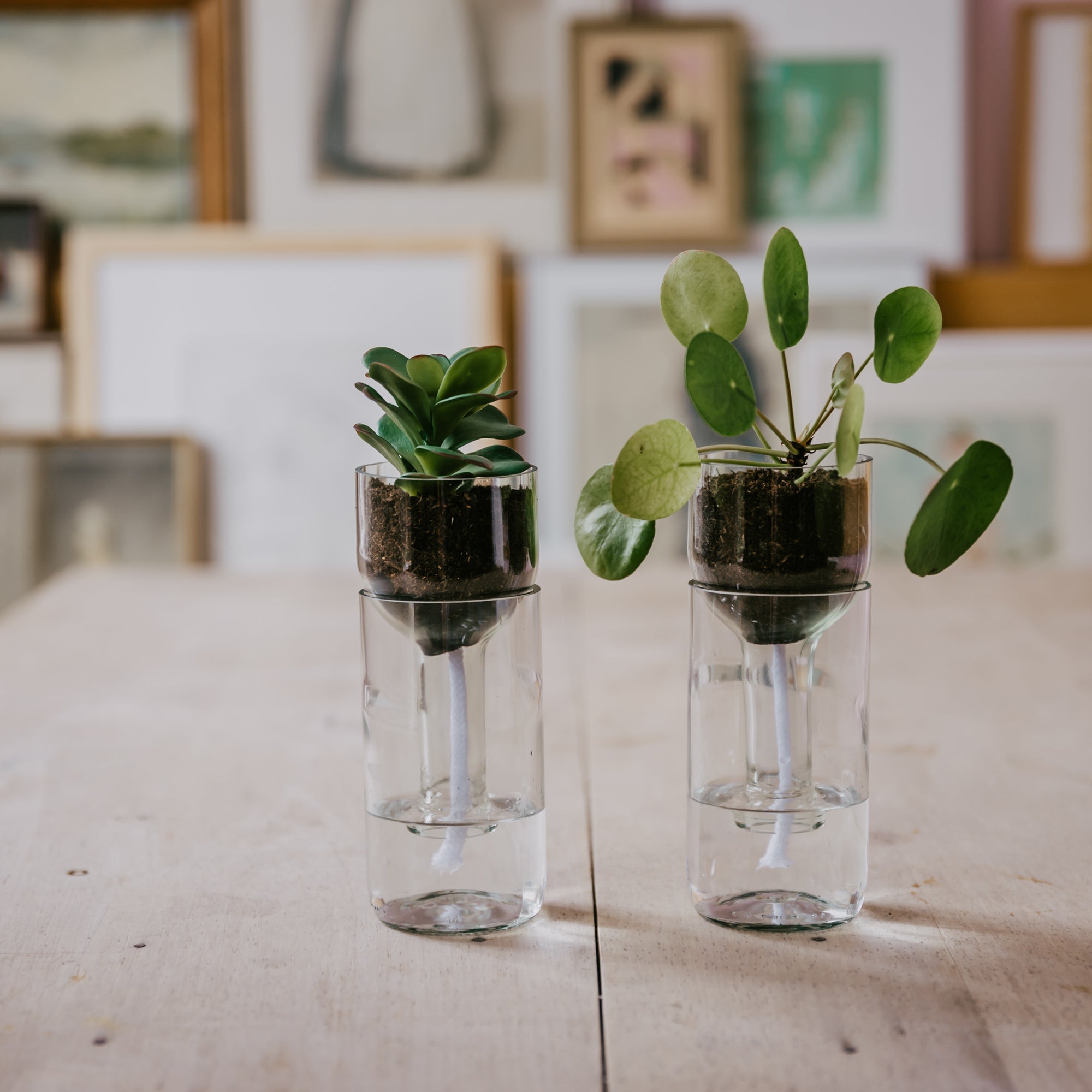 side by side - Self Watering Bottle Blumentopf | klarglas